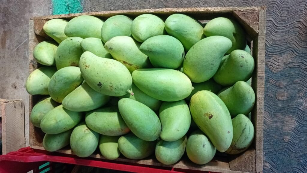 MANGO MANILA