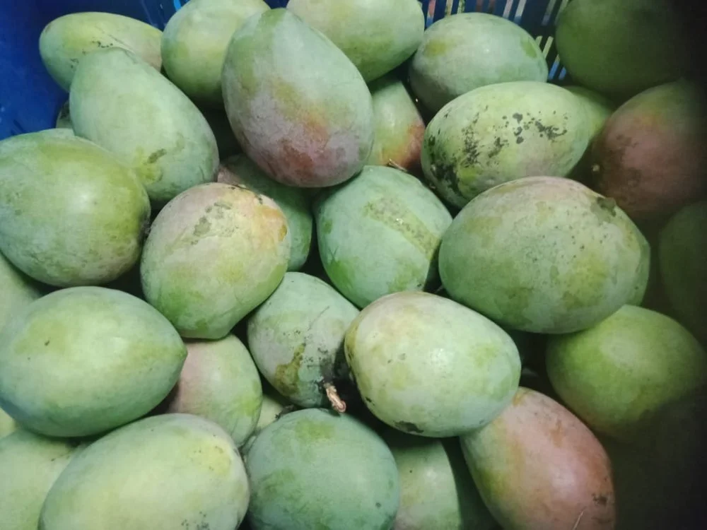 MANGO VERDE