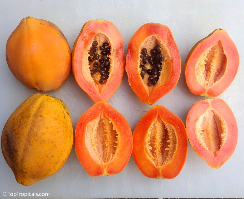 PAPAYA