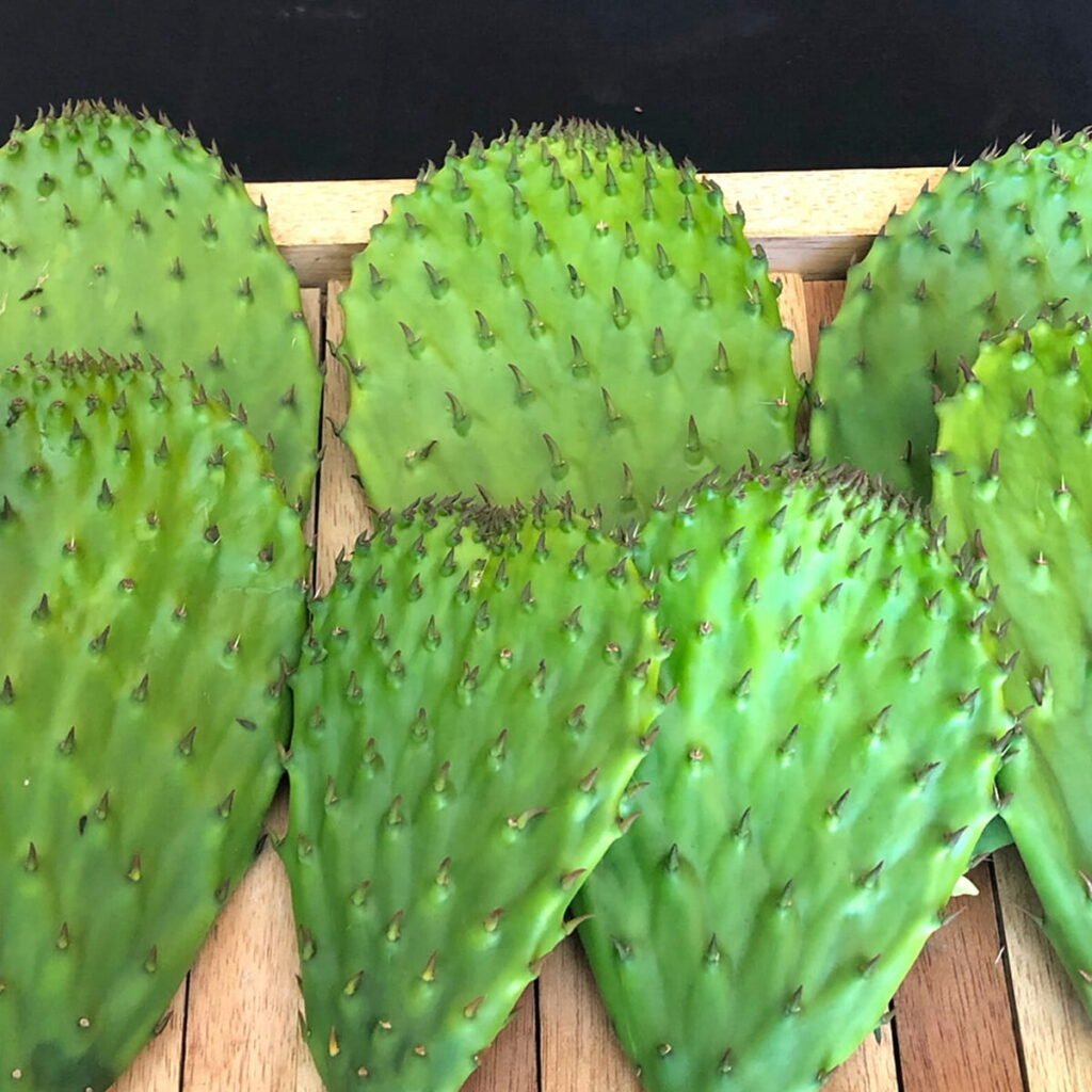 NOPAL